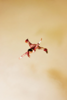 Ryan McGinley "The Highfliers"