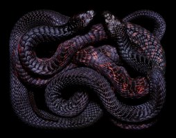 Art of the Serpent - Guido Mocafico