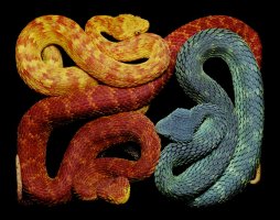 Art of the Serpent - Guido Mocafico